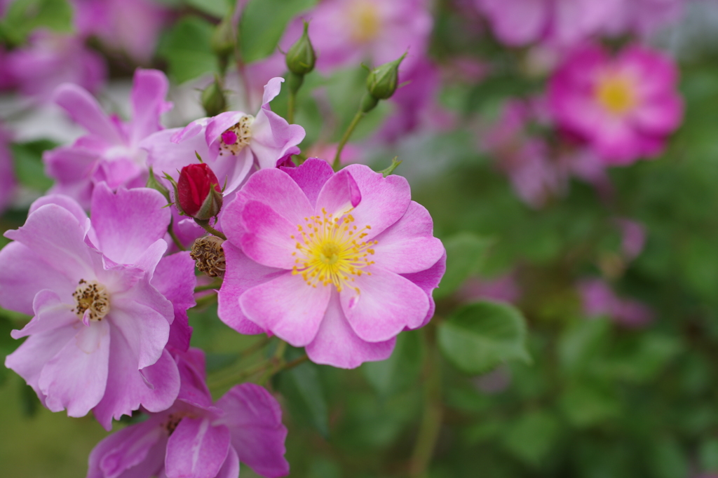 小さな花のバラ-1