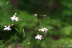 蓮華升麻の上のトンボ