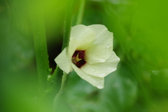菜園の花-オクラ