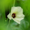 菜園の花-オクラ