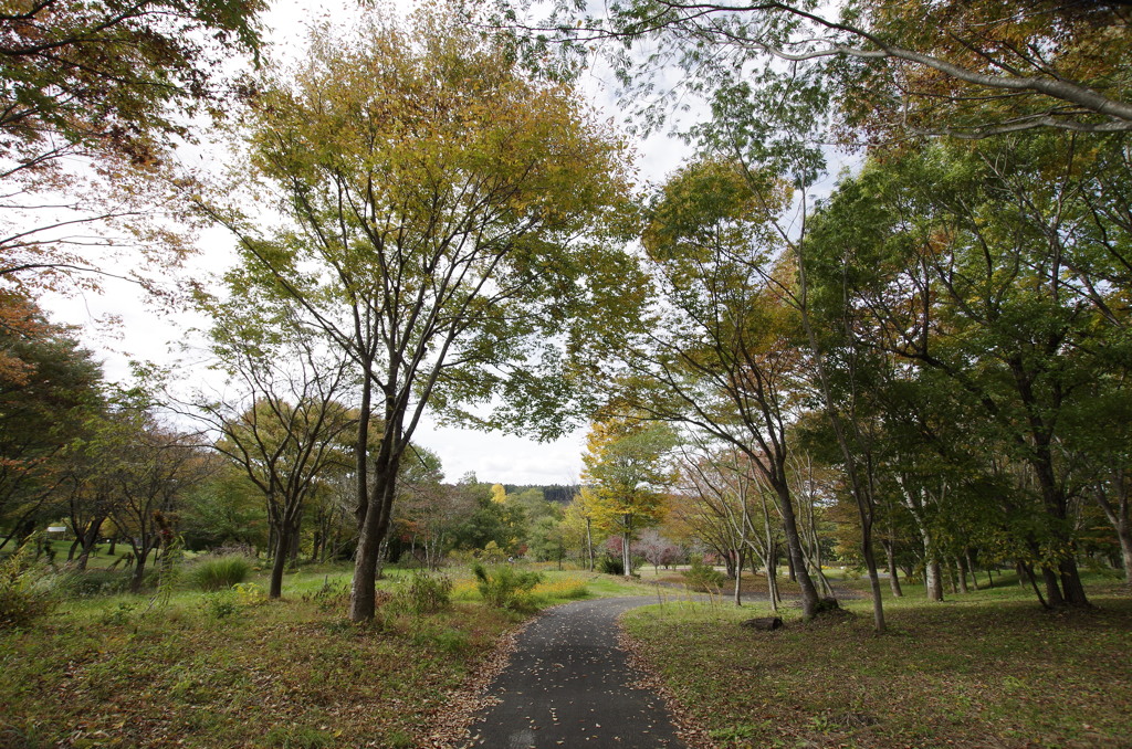 少し秋色の野草園