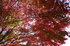 紅葉1