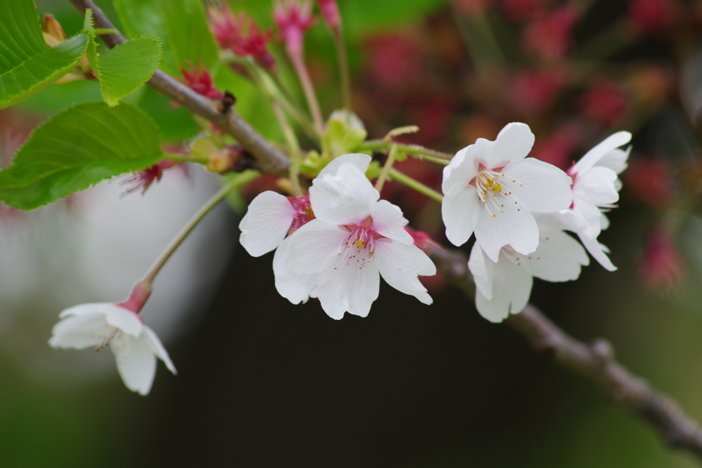 霞城公園の桜-9・染井吉野
