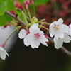 霞城公園の桜-9・染井吉野