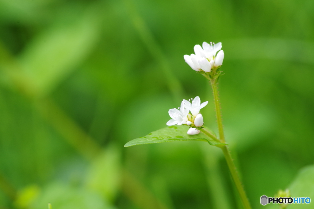 溝蕎麦の仲間たち-5