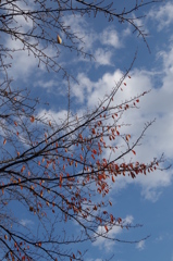 残り少なく秋の空