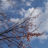 残り少なく秋の空