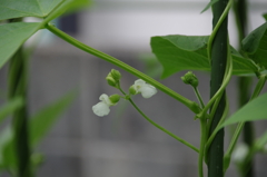 インゲンの花