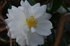 山茶花-白花