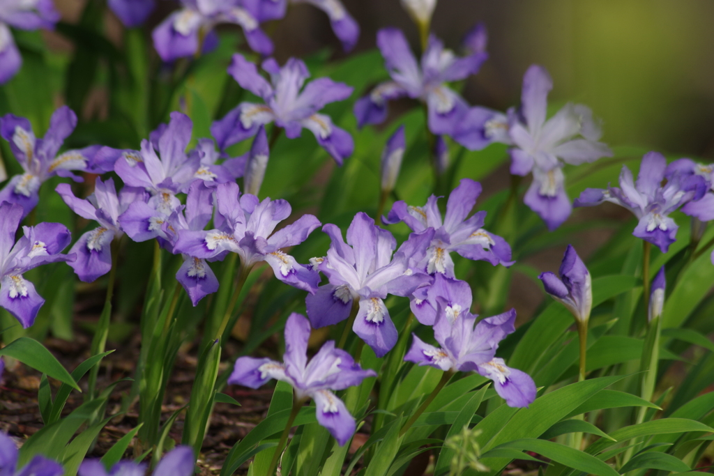 花散歩-アヤメ科