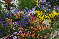 六月の花散歩‐ビオラ一杯の花壇