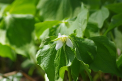 白花延齢草