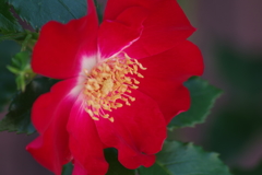 花散歩‐バラ尽くし2