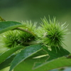 盛夏の野草園‐幼い栗の実