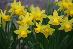 家の周りの春‐ミニ水仙1