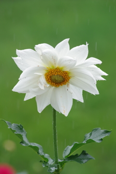 秋田のダリア-18・342