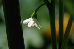 万願寺唐辛子の一番花