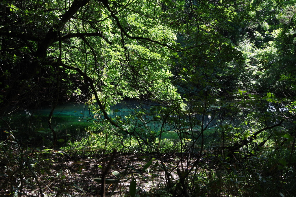 青と緑の丸池様-3