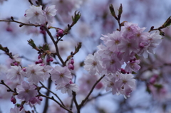 春の十月桜-2