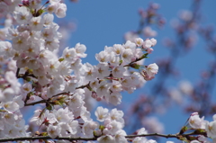 桜色・いろいろ1