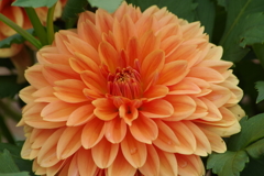 秋田のダリア-2017新作35