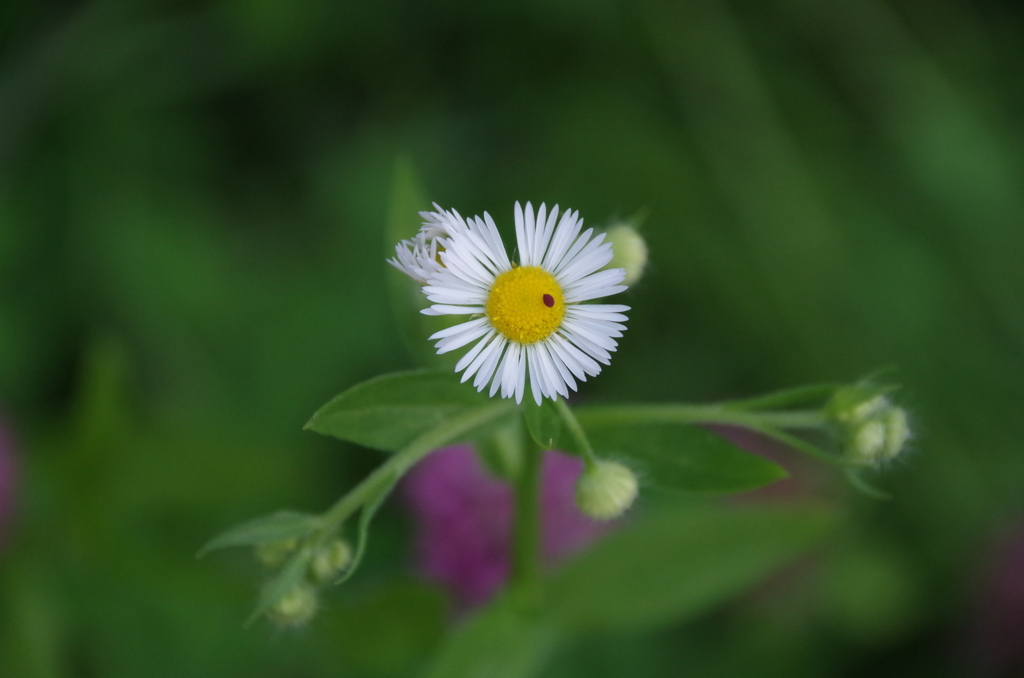 野草園で花散歩‐姫女苑