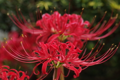 花散歩-赤い花なら曼殊沙華2
