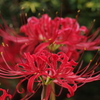 花散歩-赤い花なら曼殊沙華2