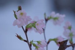 雪の山形に春が来た-1