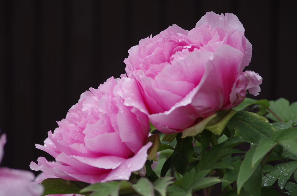 春の忘れ物‐牡丹