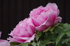 春の忘れ物‐牡丹