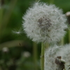鳥海山麓の花たち-タンポポの綿毛