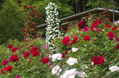 薔薇のトーテンポール