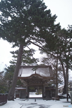 酒田・浄福寺唐門-1