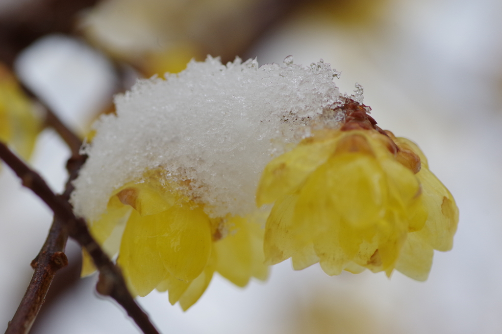 朝から雪‐春は何処。。2
