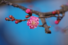 春の陽気の花散歩‐紅梅