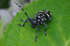 花散歩のついでのゴマダラカミキリ