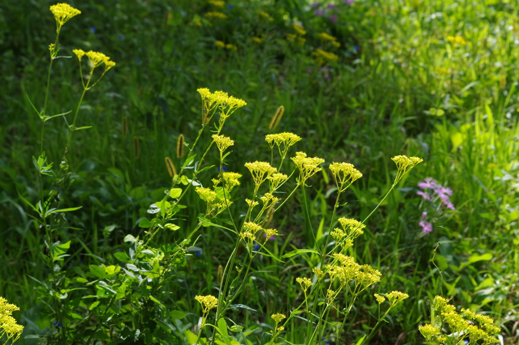 蝶も蜻蛉も秋草の庭