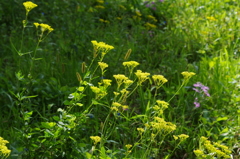蝶も蜻蛉も秋草の庭