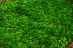 梅花藻の流れ