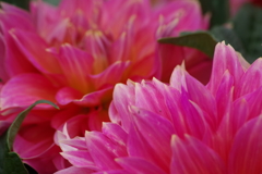 秋田のダリア-チークダンス