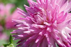 秋田のダリア‐プレシャス-3