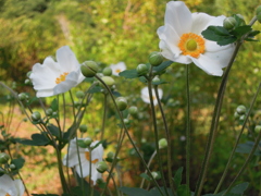 白花のシュウメイギク