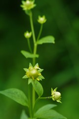 8/10 オオハンゴンソウの幼花