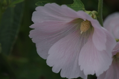六月の花散歩‐タチアオイ