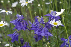花散歩‐苧環とマーガレット