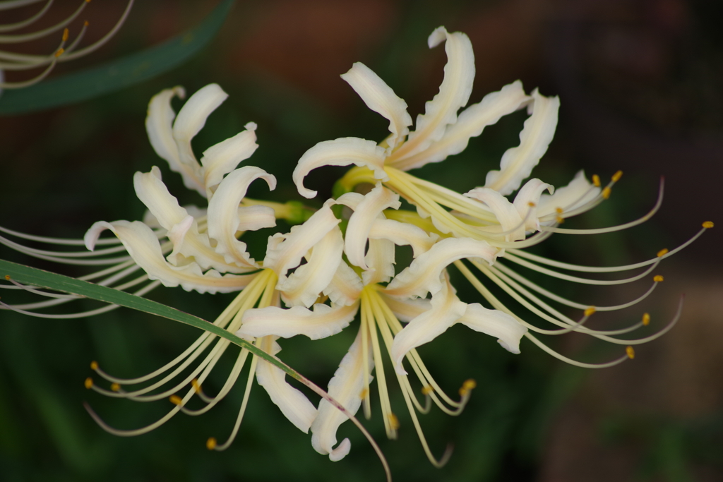 花散歩-リコリス