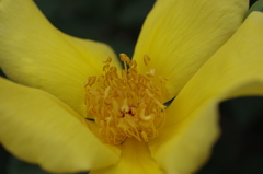 春薔薇の季節到来-天の川