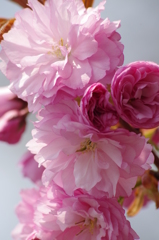 桜色・いろいろ23