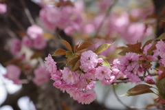 花散歩‐八重の桜1